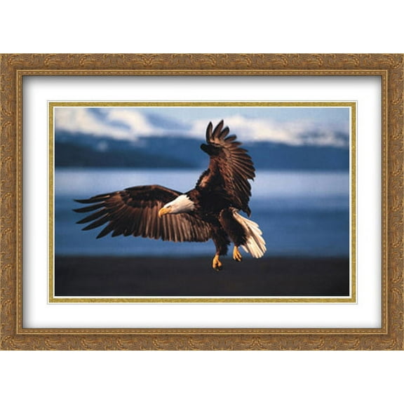 Into the Wind - Bald Eagle 2x Matted 40x28 Large Gold Ornate Framed Art Print by Thomas Mangelsen