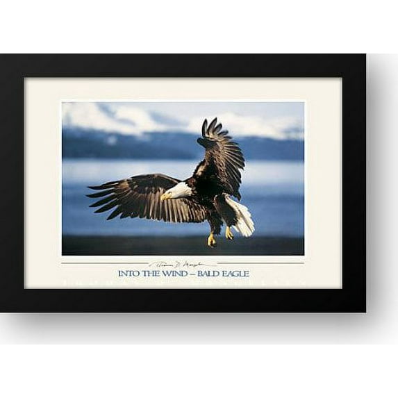Into the Wind - Bald Eagle 40x28 Framed Art Print by Mangelsen, Thomas