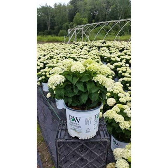 Invincibelle Limetta Smooth hydrangea