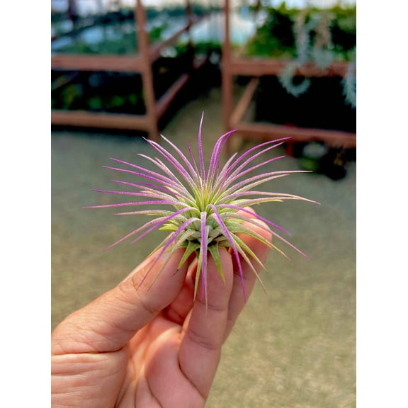 Ionantha Lavender Premium Air Plant (Beginner Friendly)