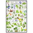 thumbnail image 1 of Iowa Wildflowers Poster - Native Woodland Blooms - Educational Science Chart of Iowa Flowers, 1 of 5