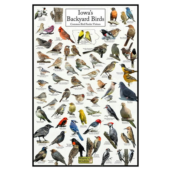 Iowa's Backyard Birds Poster - Iowa Bird Chart Highlighting Birds At Your Bird Feeder