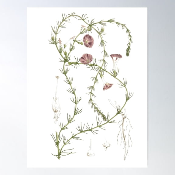 Ipomiea From Curtis'S Botanical Magazine 1847 Poster Wall Art, Modern Wall Decor For Living Room Bedroom, 12x18 UNFRAMED