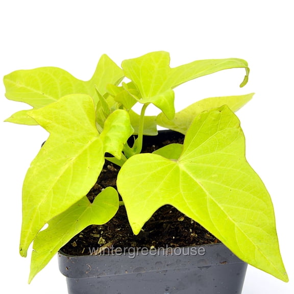 Ipomoea, Marguerite, Sweet Potato Vine - Pot Size: 4.5in - Vines