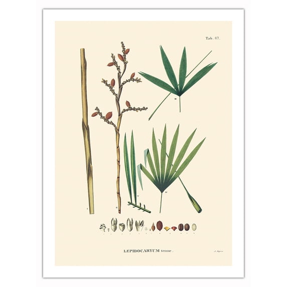 Irapay Palm Tree (Lepidocaryum Tenue) - Vintage Botanical Illustration by Carl Friedrich Philipp von Martius c.1820s - Bamboo Fine Art 290gsm Paper Print (Unframed) 24x32in