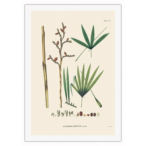 Irapay Palm Tree (Lepidocaryum Tenue) - Vintage Botanical Illustration by Carl Friedrich Philipp von Martius c.1820s - Fine Art Rolled Canvas Print 27in x 40in