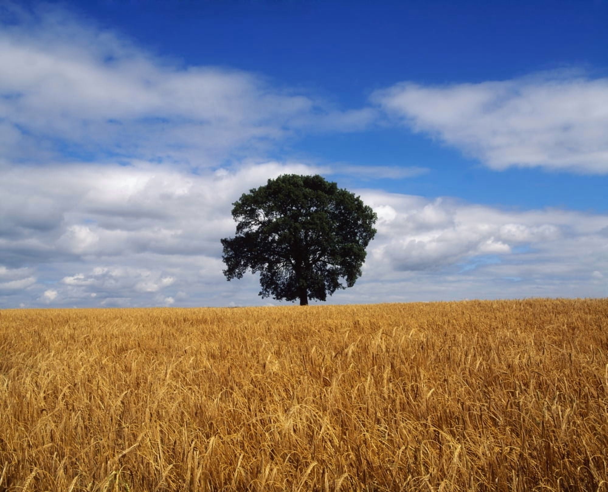 Ireland Barley Field With Oak Tree Canvas Art - The Irish Image Collection Design Pics (16 x 13)