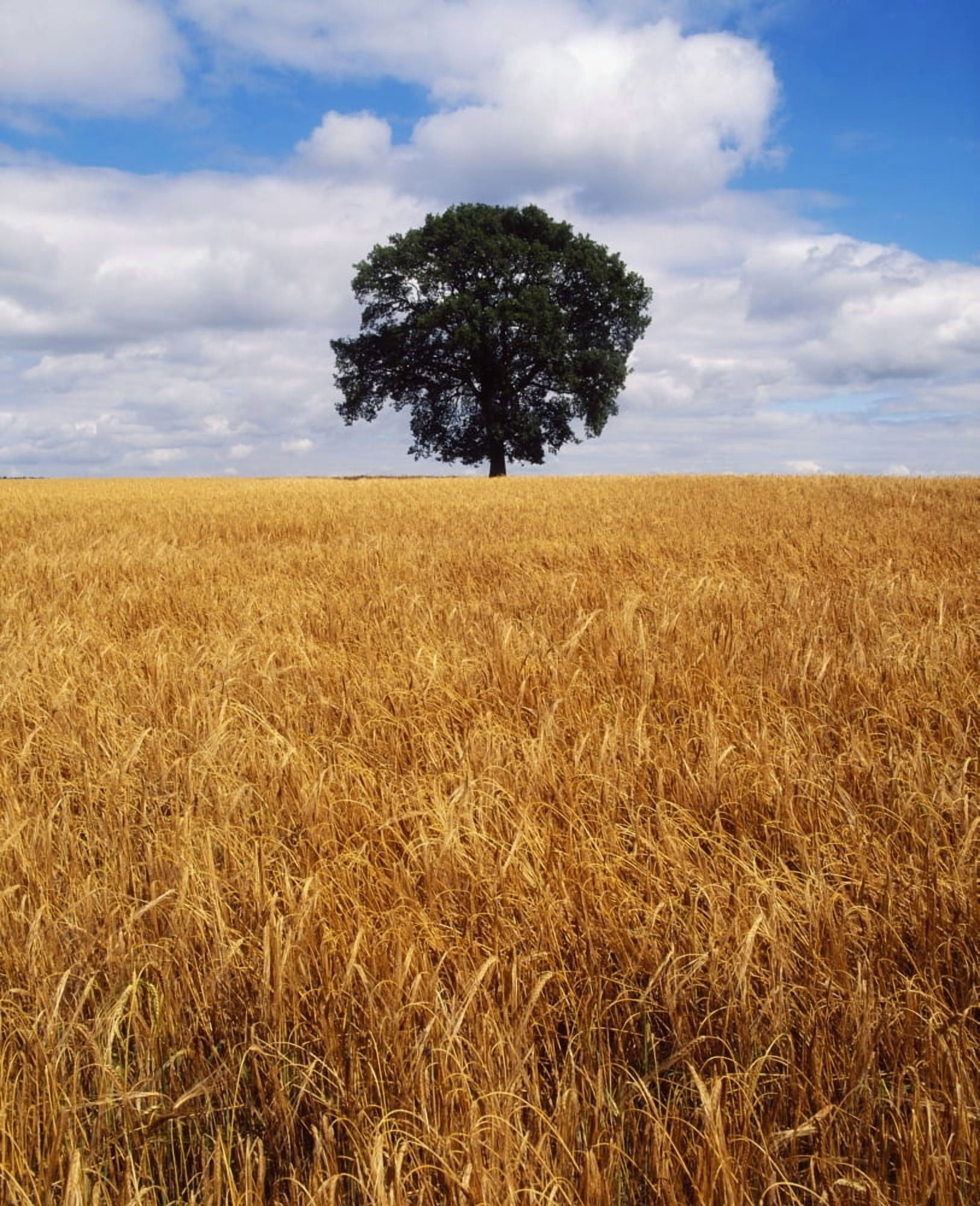 Ireland Barley Field With Oak Tree Canvas Art - The Irish Image Collection Design Pics (26 x 32)