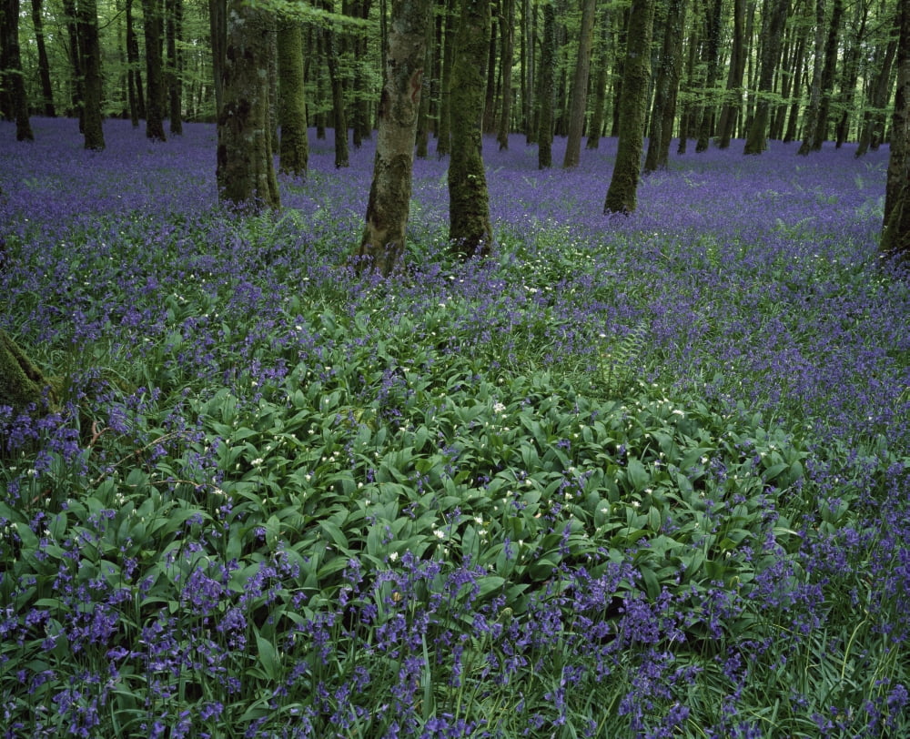 Ireland Bluebells On A Forest Floor Canvas Art - Peter Zoeller Design Pics (16 x 13)