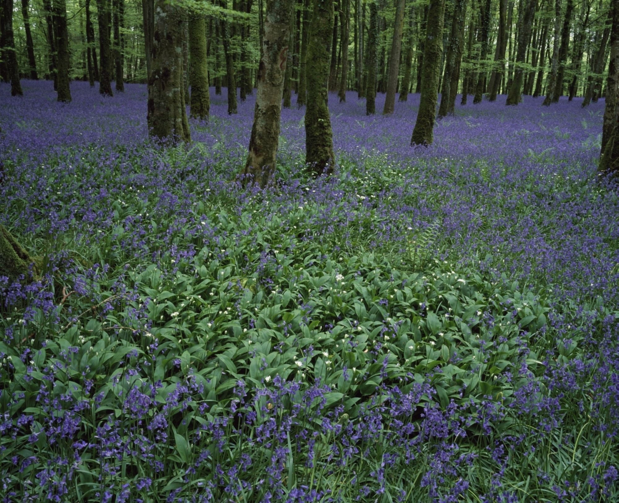Ireland Bluebells On A Forest Floor Canvas Art - Peter Zoeller Design Pics (32 x 26)