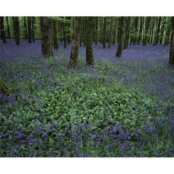 Ireland Bluebells On A Forest Floor Poster Print by Peter Zoeller - 32 x 26 - Large