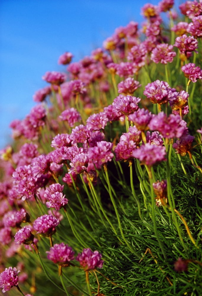 Ireland Close-Up Of Seapink Wildflowers Canvas Art - Gareth McCormack Design Pics (12 x 18)