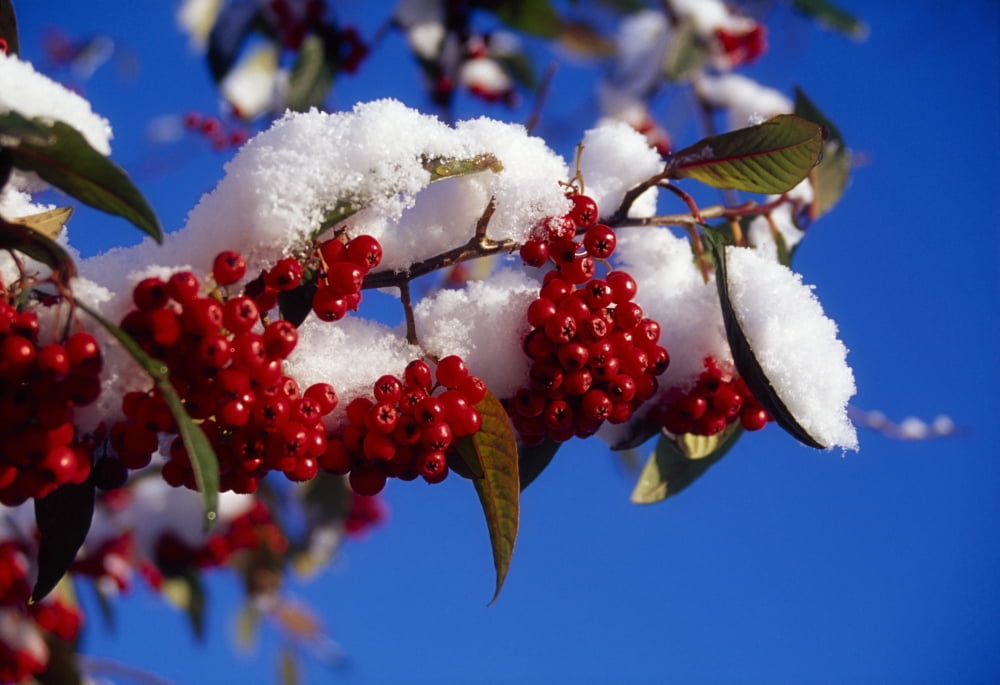 Ireland Close-Up Of Snow-Covered Winter Berries Canvas Art - Gareth McCormack Design Pics (18 x 12)