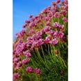 thumbnail image 1 of Ireland - Close-Up of Seapink Wildflowers Poster Print by Gareth McCormack, 24 x 36 - Large, 1 of 1