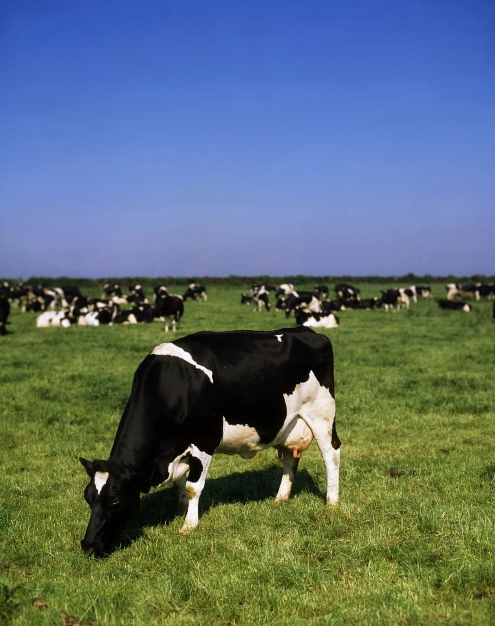 Ireland Friesian Cattle Canvas Art - The Irish Image Collection Design Pics (26 x 34)