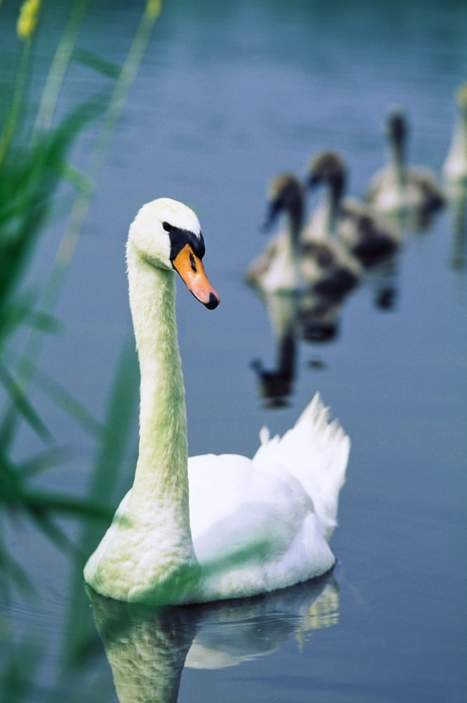 Ireland Swan And Cygnets Canvas Art - The Irish Image Collection Design Pics (12 x 18)
