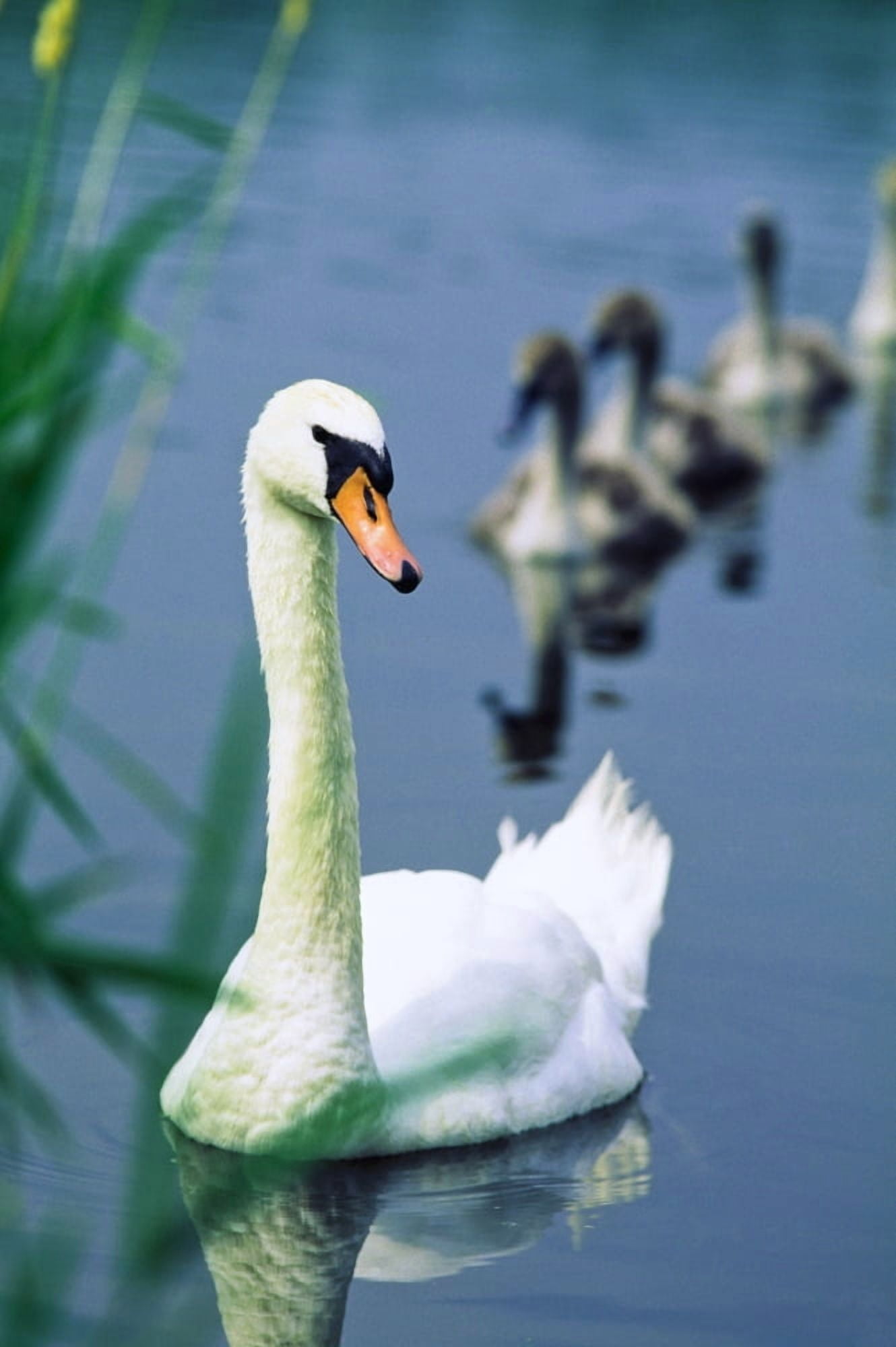 Ireland Swan And Cygnets Canvas Art - The Irish Image Collection Design Pics (24 x 36)