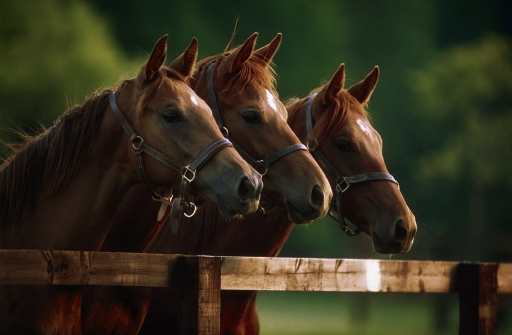 Ireland Thoroughbred Horses Canvas Art - The Irish Image Collection Design Pics (36 x 24)