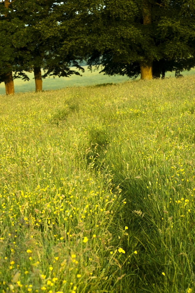 Ireland Trail Through Buttercup Meadow Canvas Art - Peter McCabe Design Pics (11 x 17)