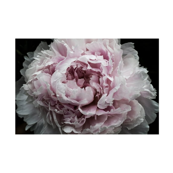 Trademark Fine Art Irena Orlov Pink Peony Passion I Canvas Wall Art - 12x19