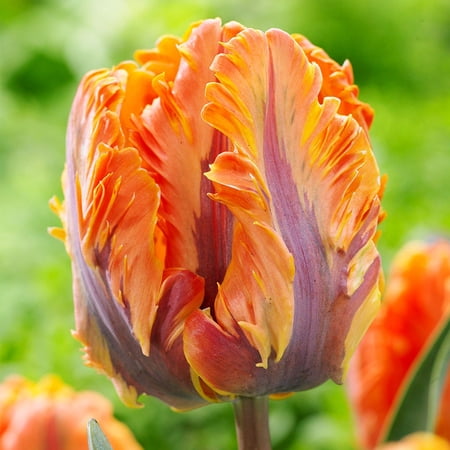Irene Parrot Tulip Flower Bulbs - 10 Bulbs per Pack - Good as Cut Flowers - Perennializing - Easy to Grow Live Plants - Outdoor Garden