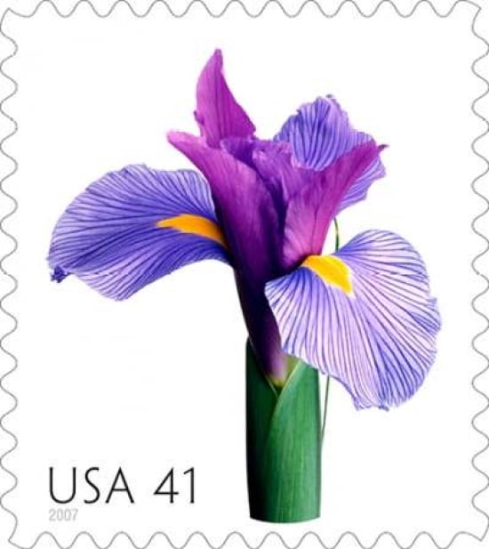 Iris 41 Canvas Art - US POSTAL SERVICE (24 x 24)