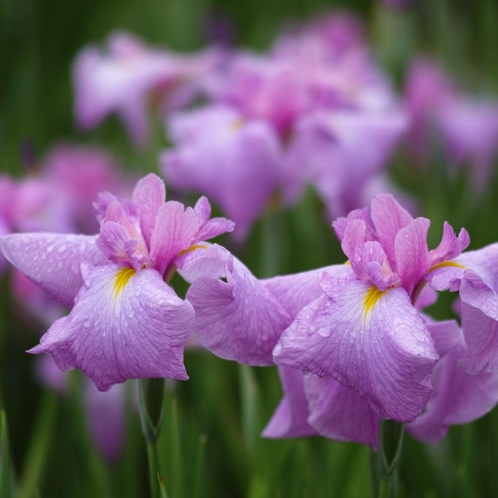 Iris Bulb, Iris Flower,Garden, Perennial,Potted Plant, Bearded Iris