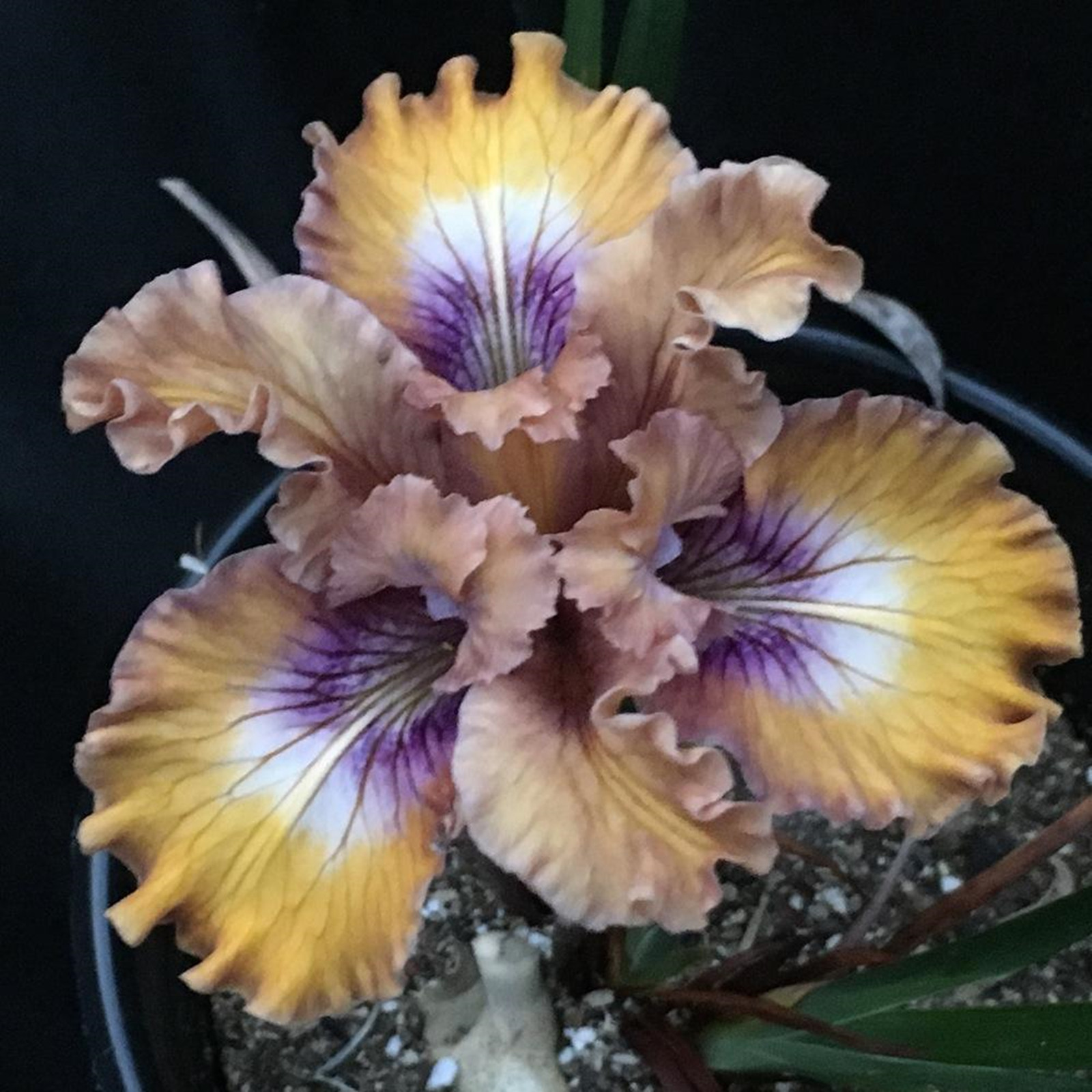 Iris Bulb, Iris Flower,Garden, Perennial,Potted Plant, Bearded Iris