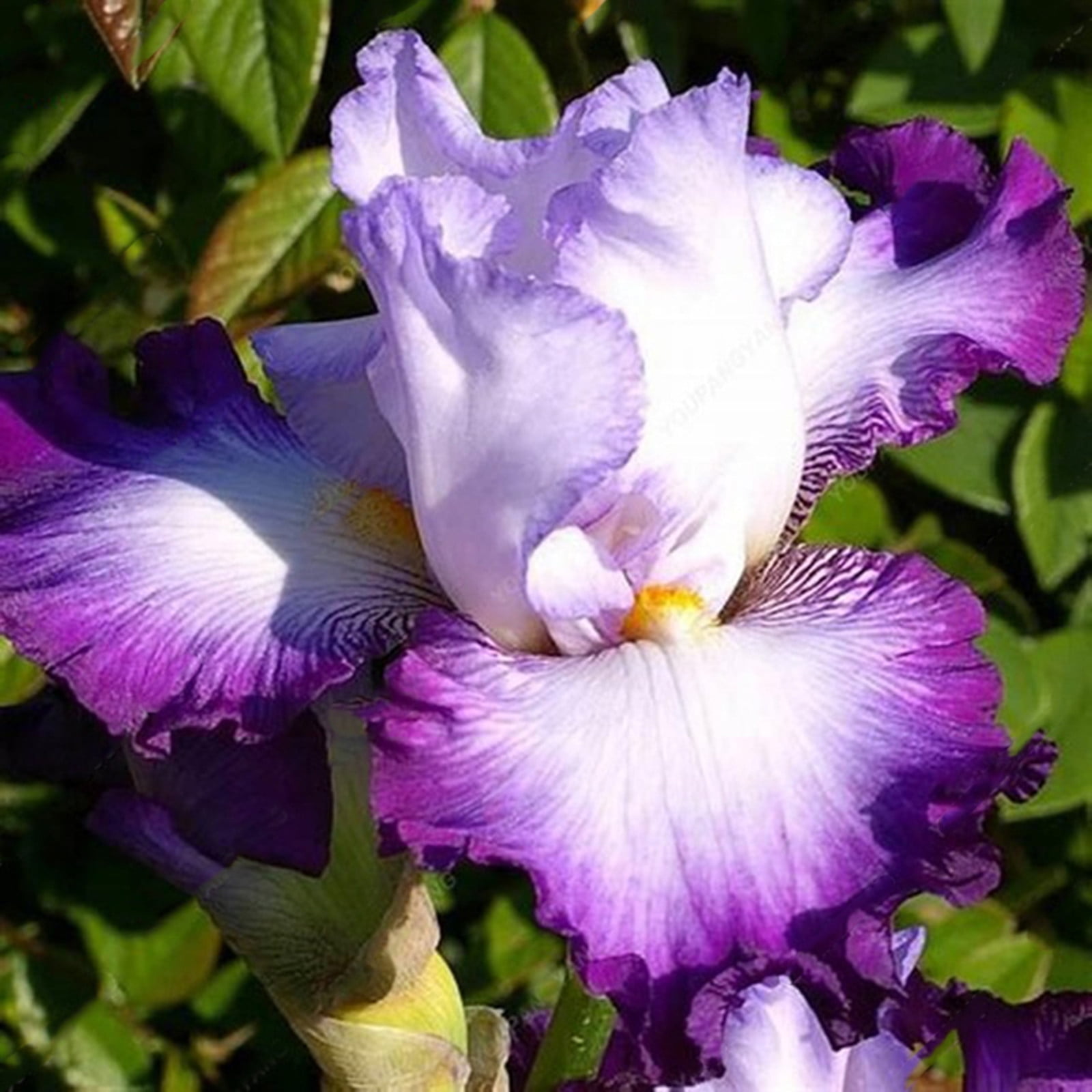 Iris Bulb, Iris Flower,Garden, Perennial,Potted Plant, Bearded Iris