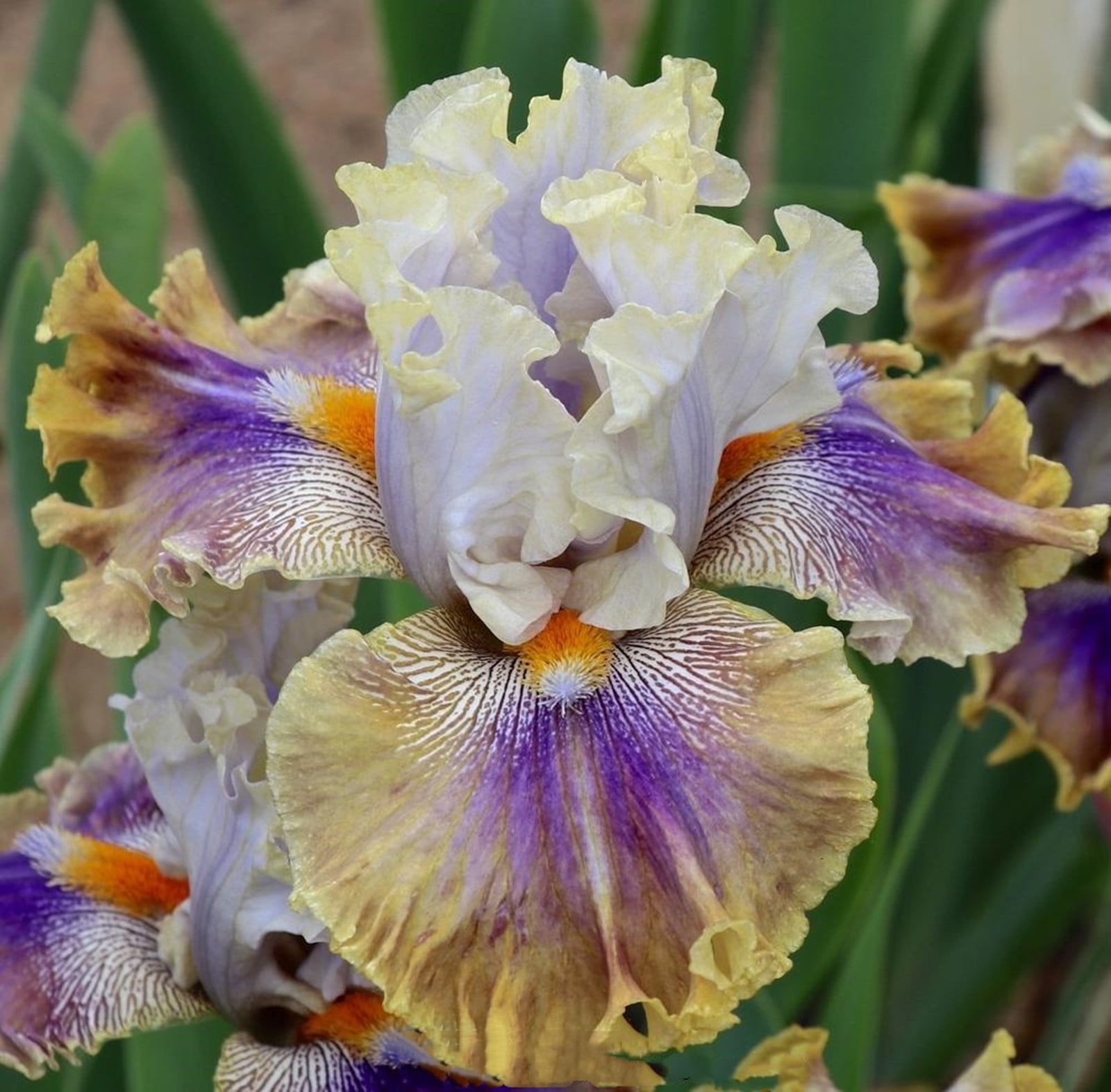 Iris Bulb, Iris Flower,Garden, Perennial,Potted Plant, Bearded Iris Perennials,Iris Plants For