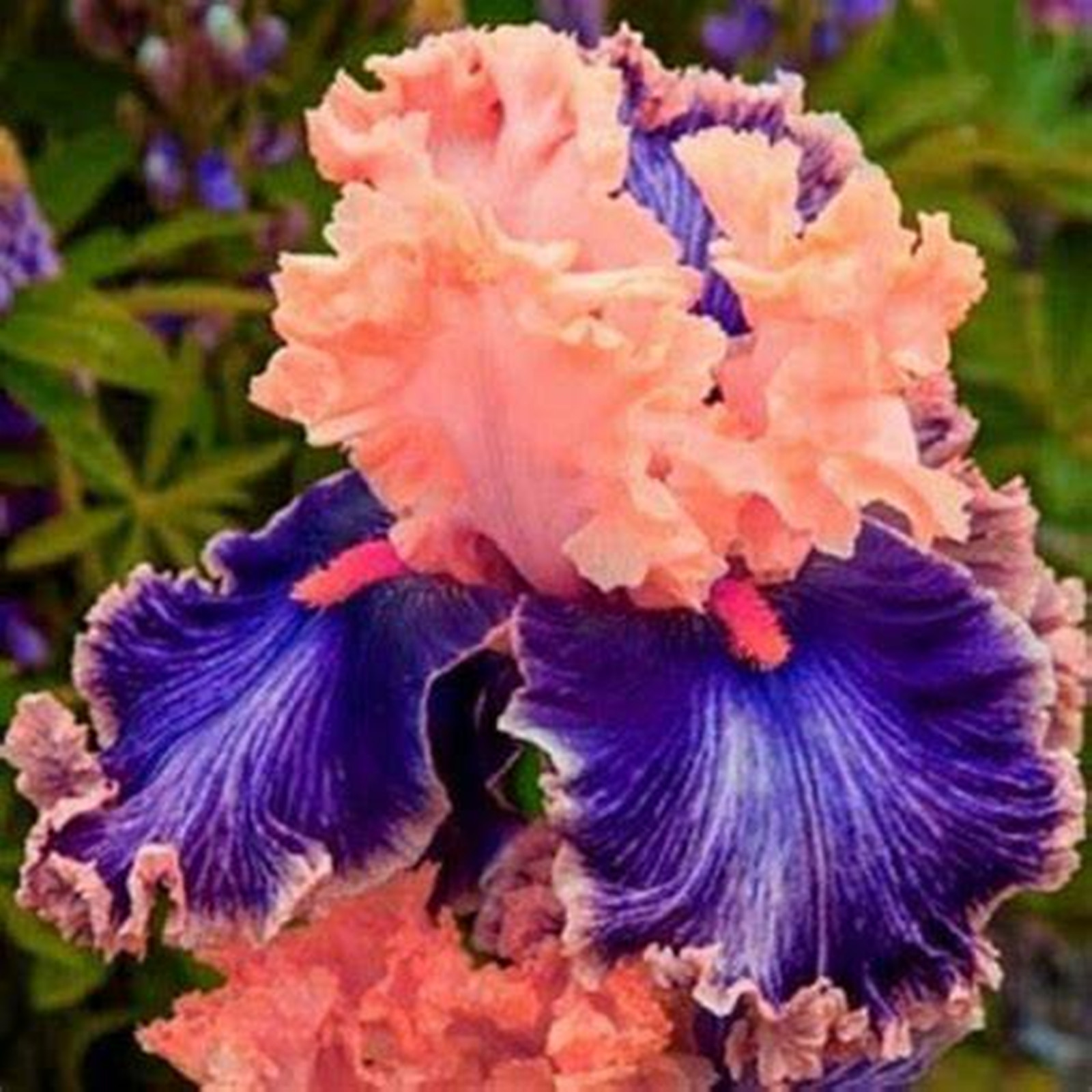 Iris Plant Flower Iris Bulbs, for Indoor and Outdoor Decoration ...