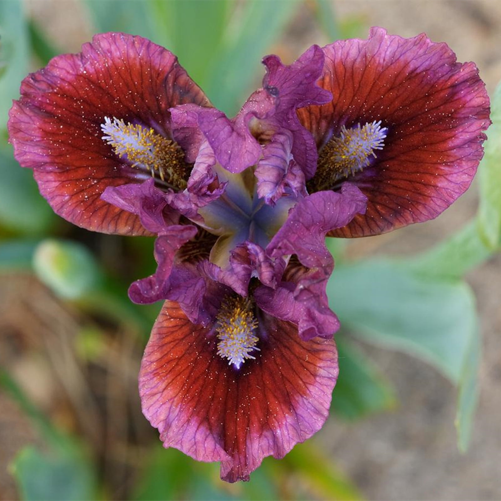 Iris Bulb, Iris Flower,Garden, Perennial,Potted Plant, Bearded Iris