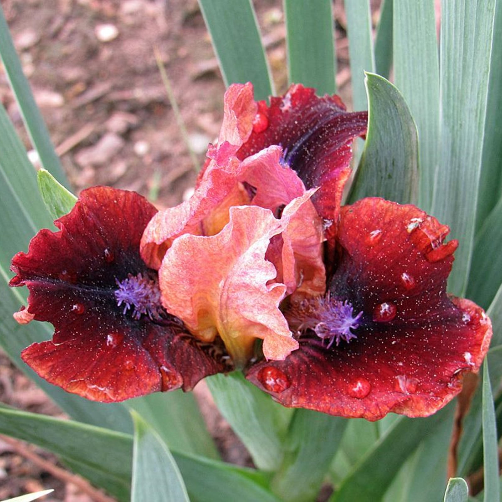 Iris Bulb, Iris Flower,Garden, Perennial,Potted Plant, Bearded Iris