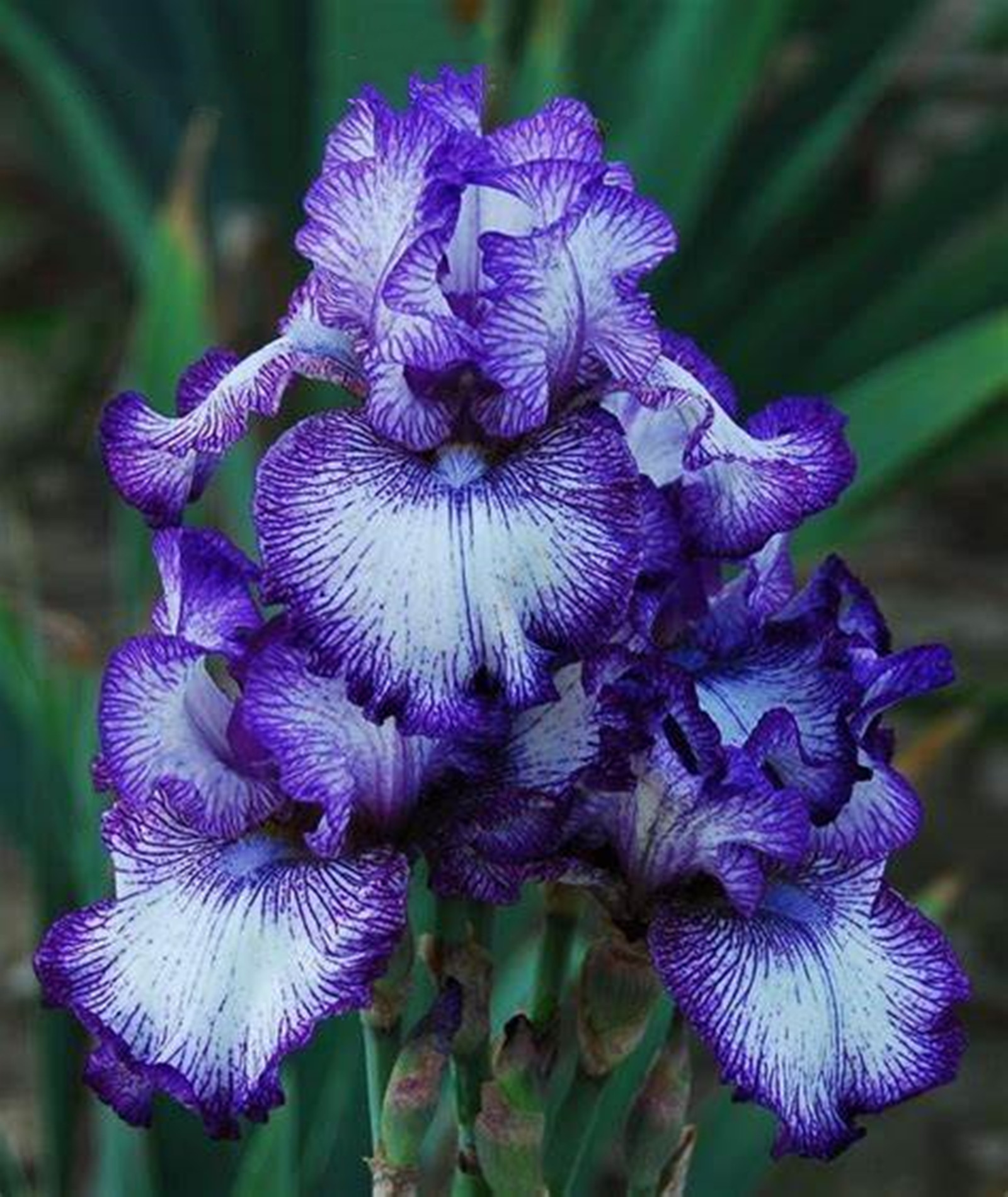 Iris Bulb, Iris Flower, Iris, Bulbus, Garden, Perennial,Potted Plant
