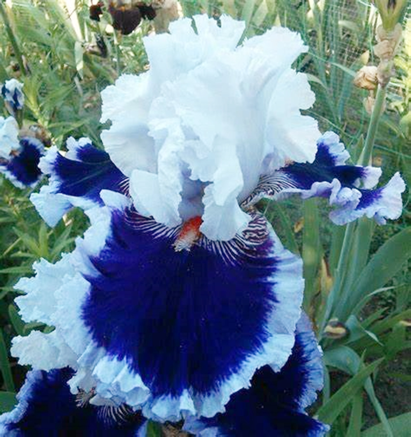 Iris Bulb, Iris Flower, Iris, Bulbus, Garden, Perennial,Potted Plant