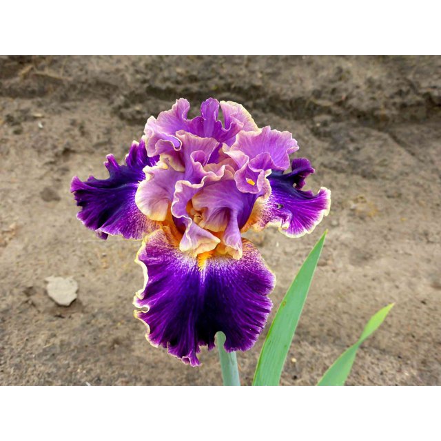 Iris Bulb, Iris Flower, Iris, Bulbus, Garden, Perennial,Potted Plant