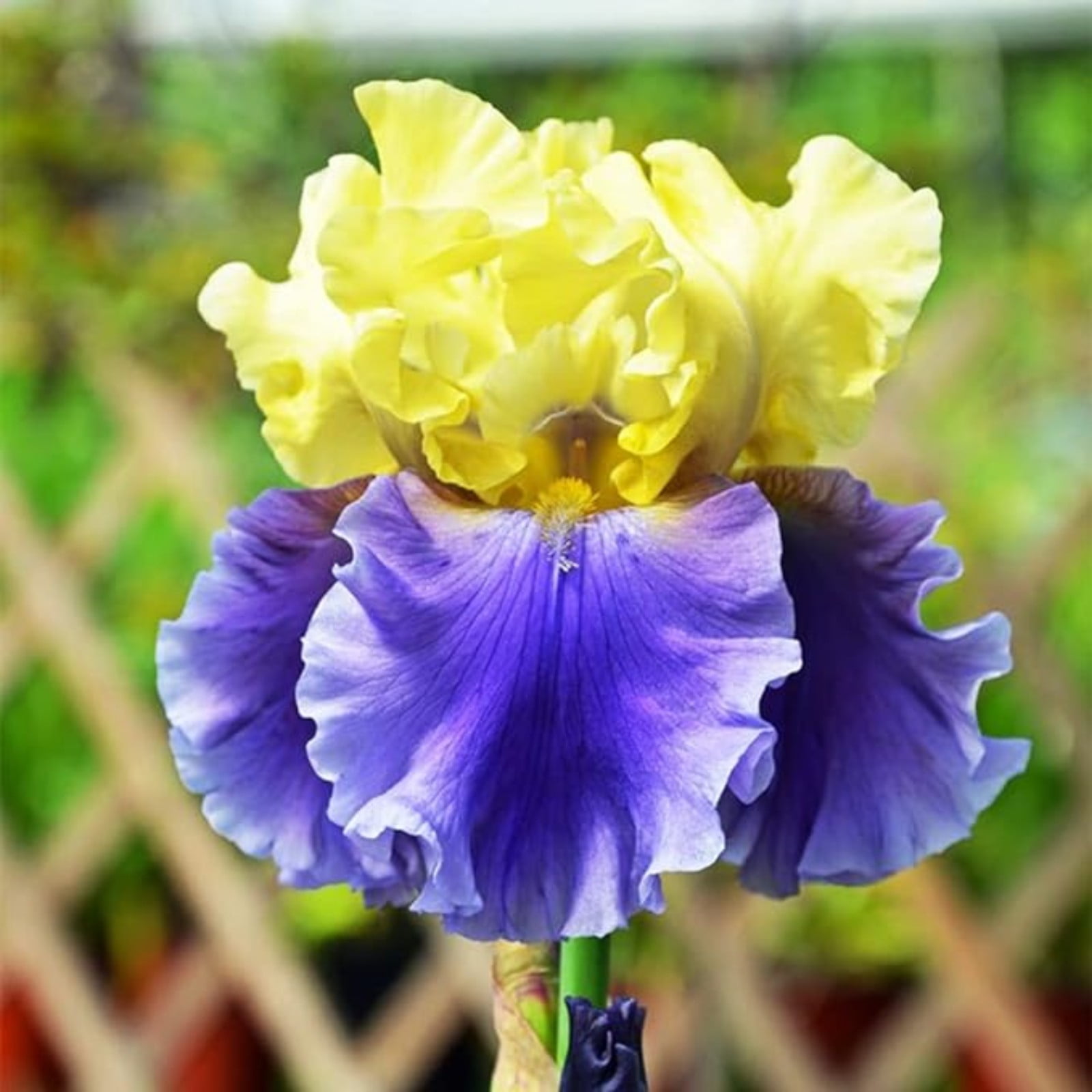 Iris Bulbs,Beautify Environment,Sword Lily Bulbs For Sale,Iris Plants
