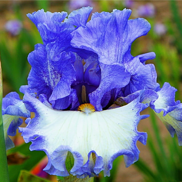 Iris Bulbs Bulk Iris Bulbs Iris Rhizomes For Planting Iris Plants For Sale Iris Plants Live