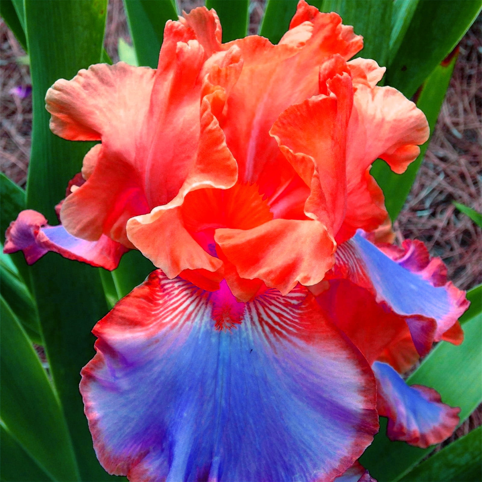 Iris Bulbs, Colorful Irises, Elegant, Bulbous Genus Garden, Perennial