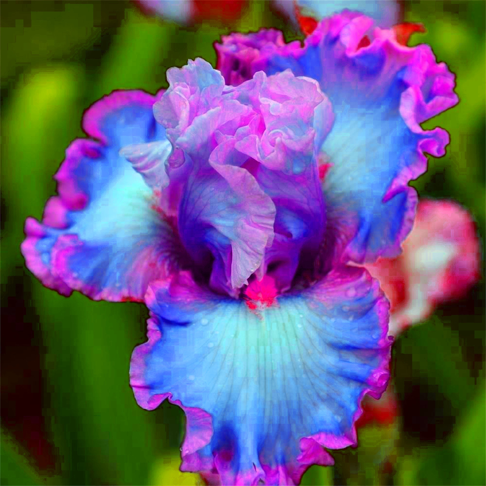 Iris Bulbs, Colorful Irises, Elegant, Bulbous Genus Garden, Perennial