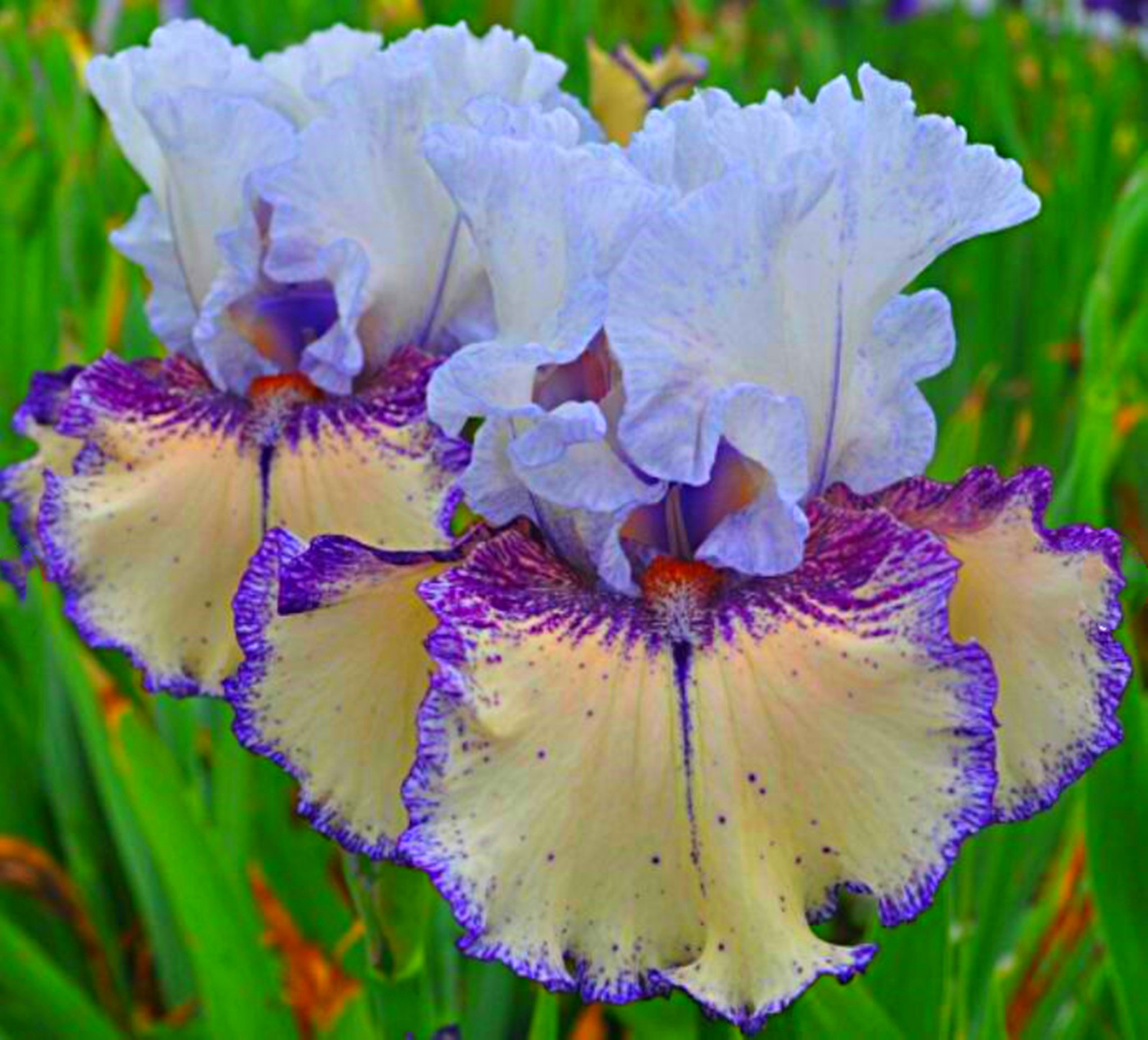 Iris Bulbs, Colorful Irises, Elegant, Mysterious,Beautiful, Bulbous