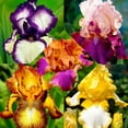 Iris Bulbs, Colorful Irises, Elegant, Mysterious,Beautiful, Bulbous