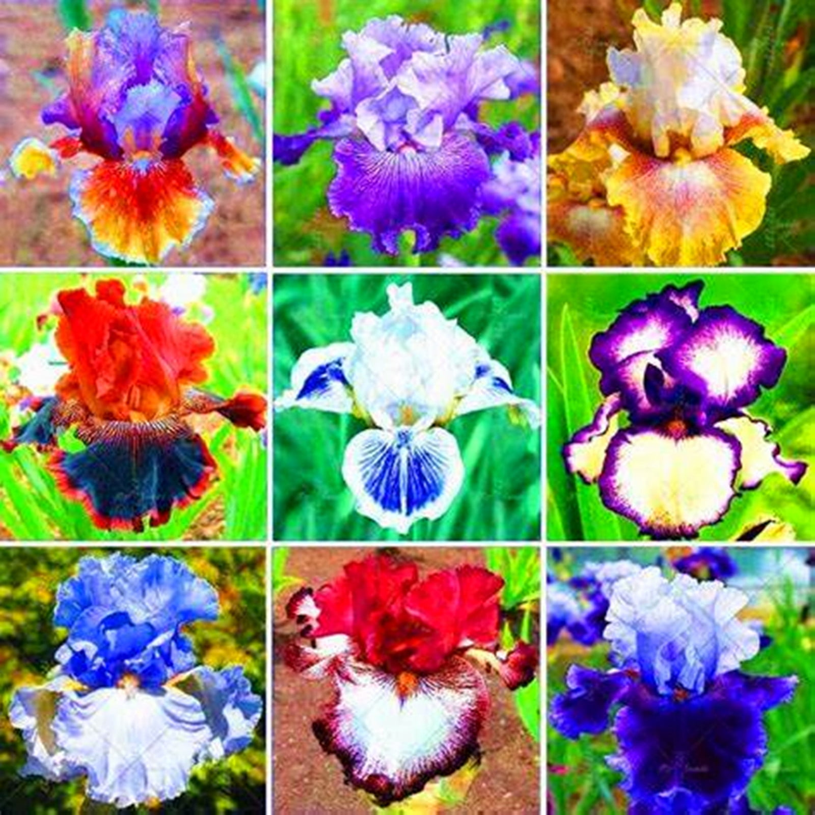 Iris Bulbs, Colorful Irises, Elegant, Mysterious,Bulbous Genus Garden