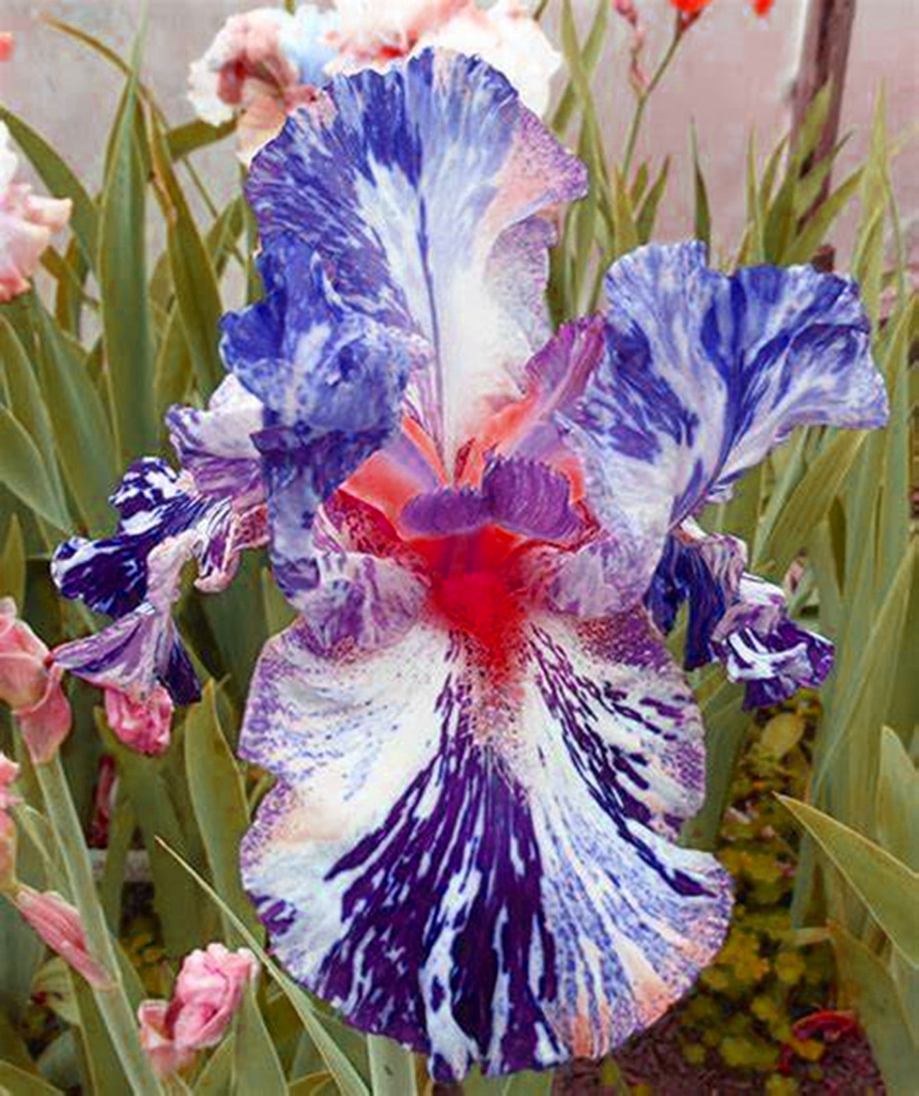Iris Bulbs, Colorful Irises, Elegant, Mysterious,Hardy, Bulbous Genus