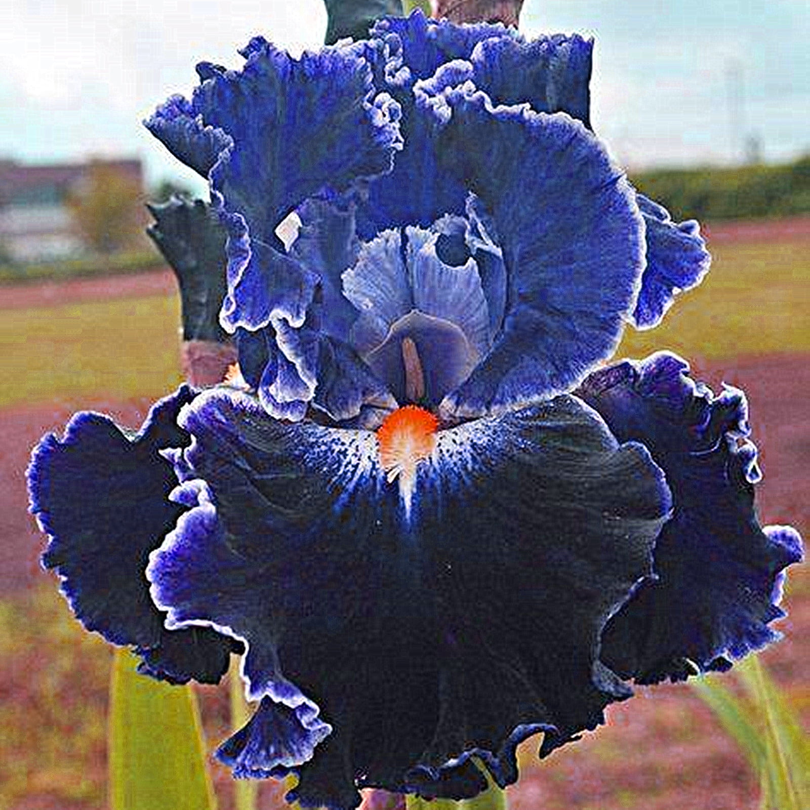 Iris Bulbs, Colorful Irises, Elegant, Mysterious,Hardy, Bulbous Genus