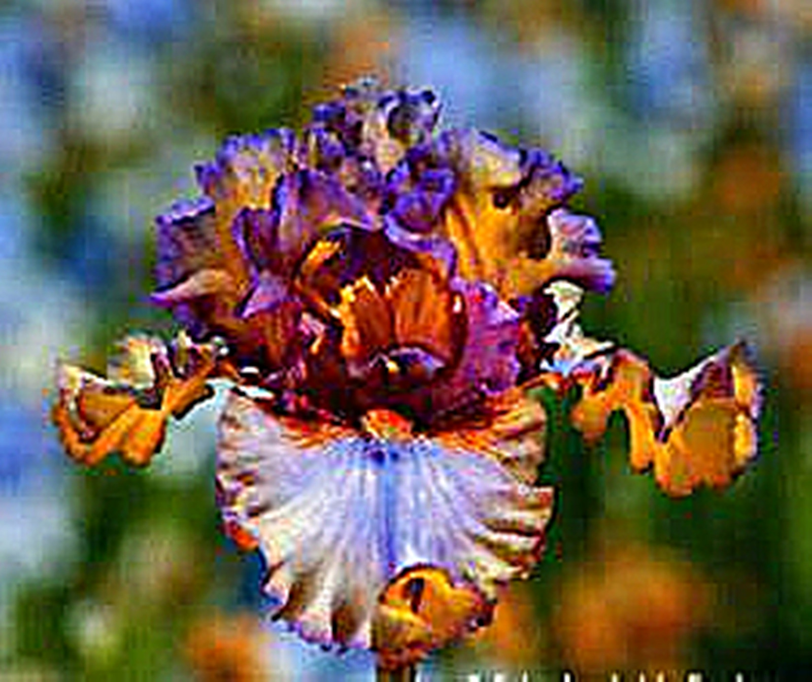 Iris Bulbs, Colorful Irises, Elegant, Mysterious,Hardy, Bulbous Genus