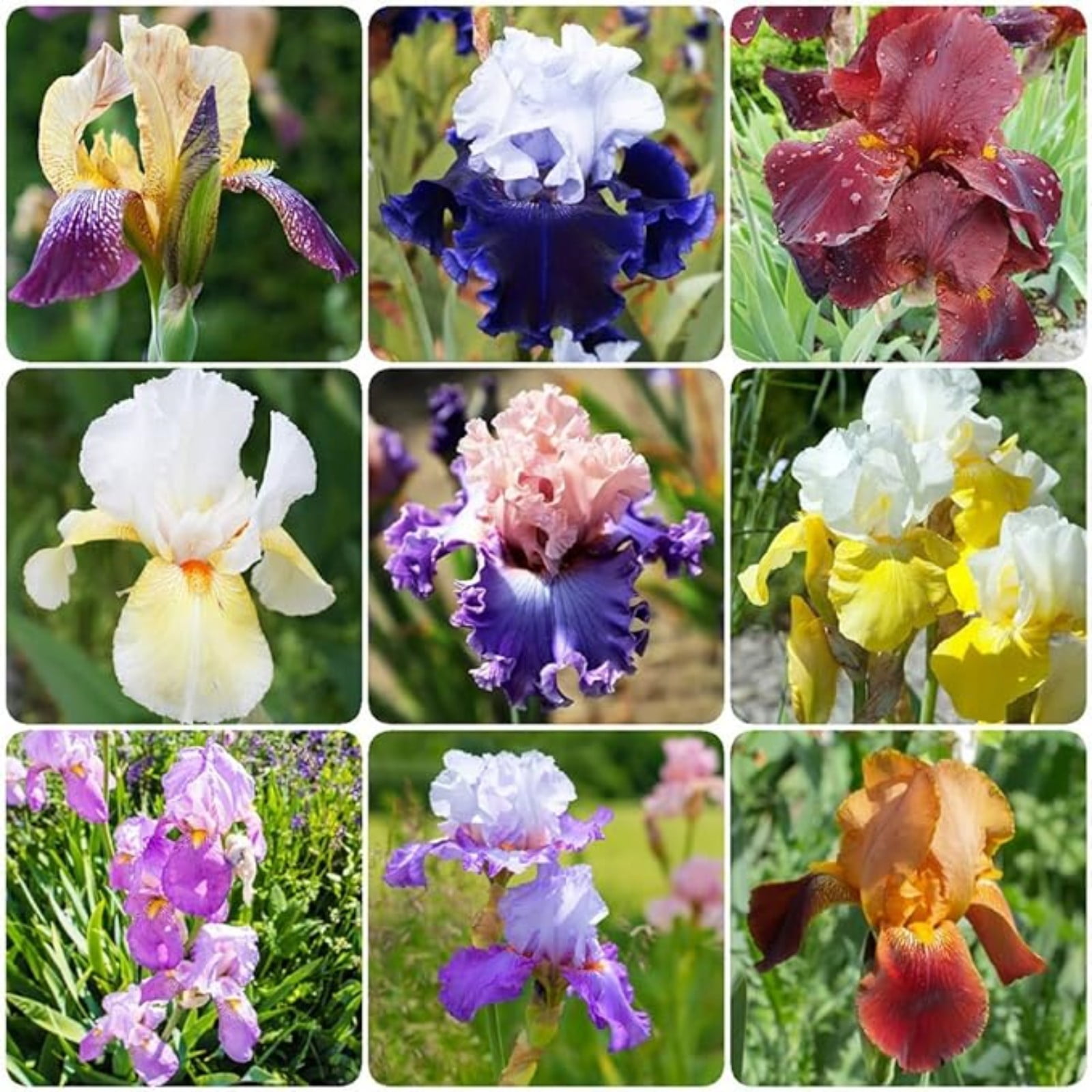 Iris Bulbs For Planting,Beautify Environment,Iris Plants Bulbs,Iris