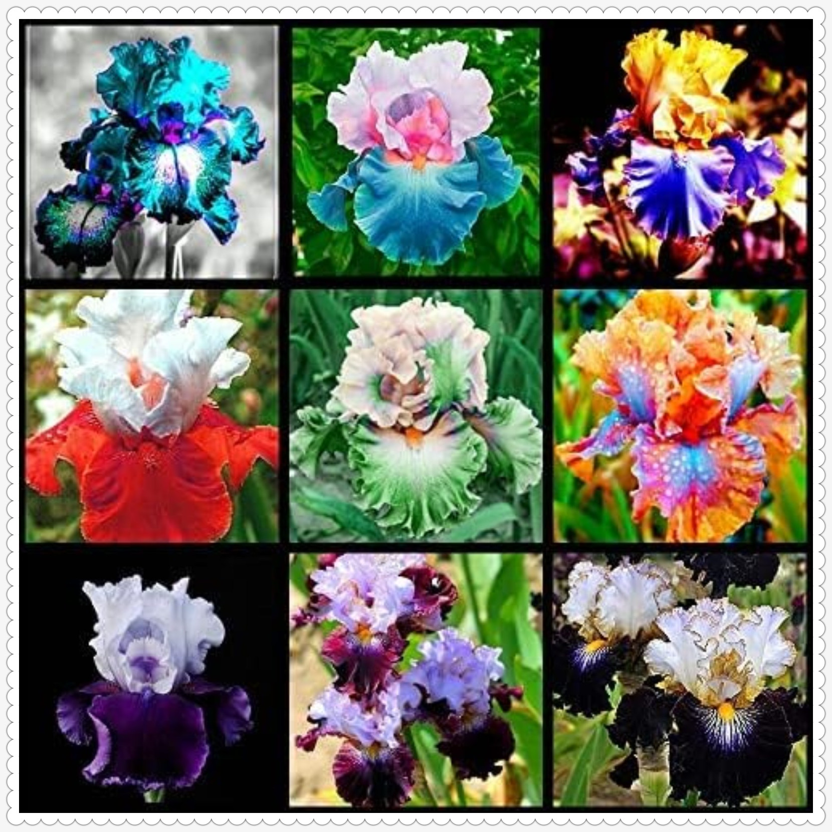 Iris Bulbs For Planting,Beautify Environment,Iris Plants Bulbs,Iris