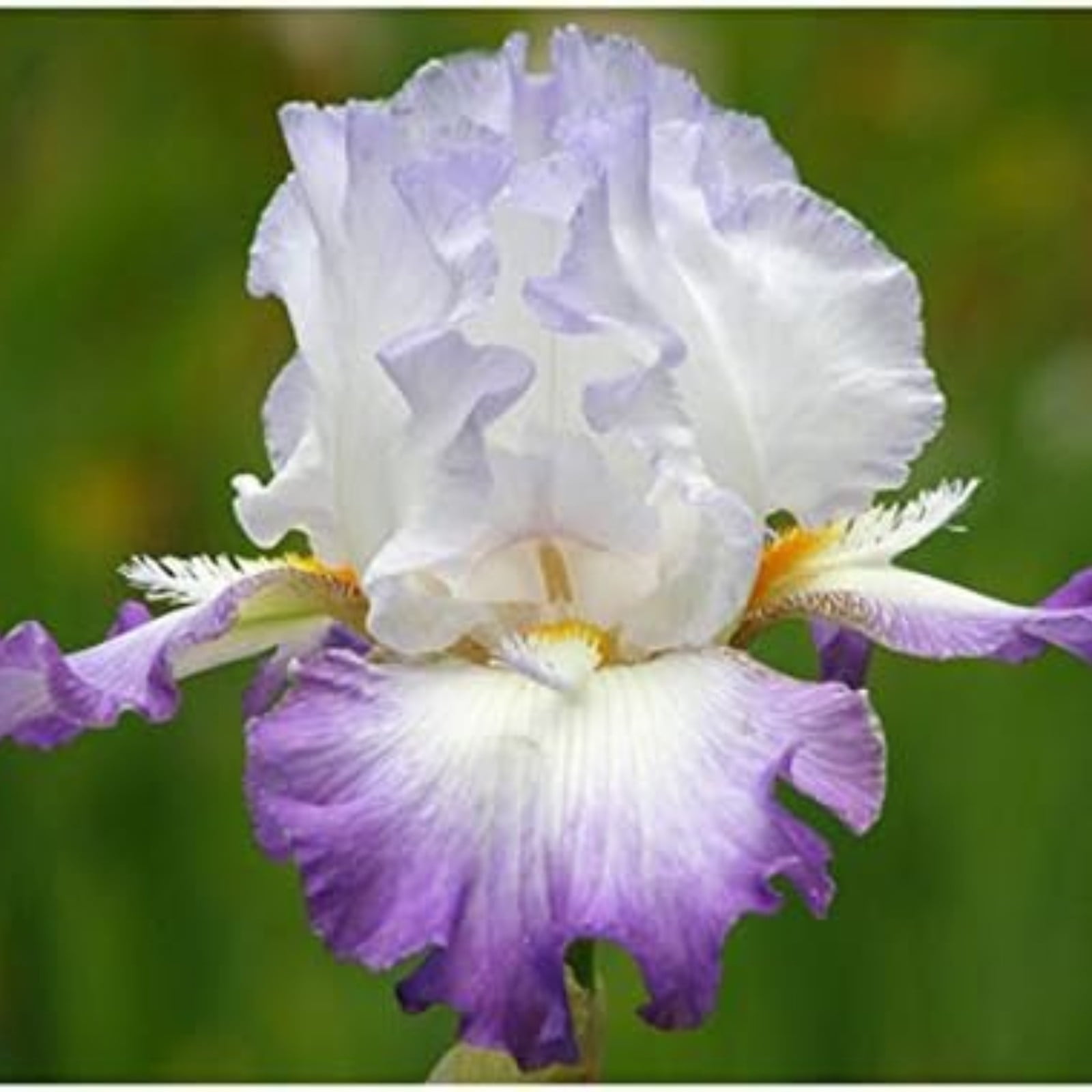 Iris Bulbs For Planting,Beautify Environment,Iris Plants Bulbs,Iris