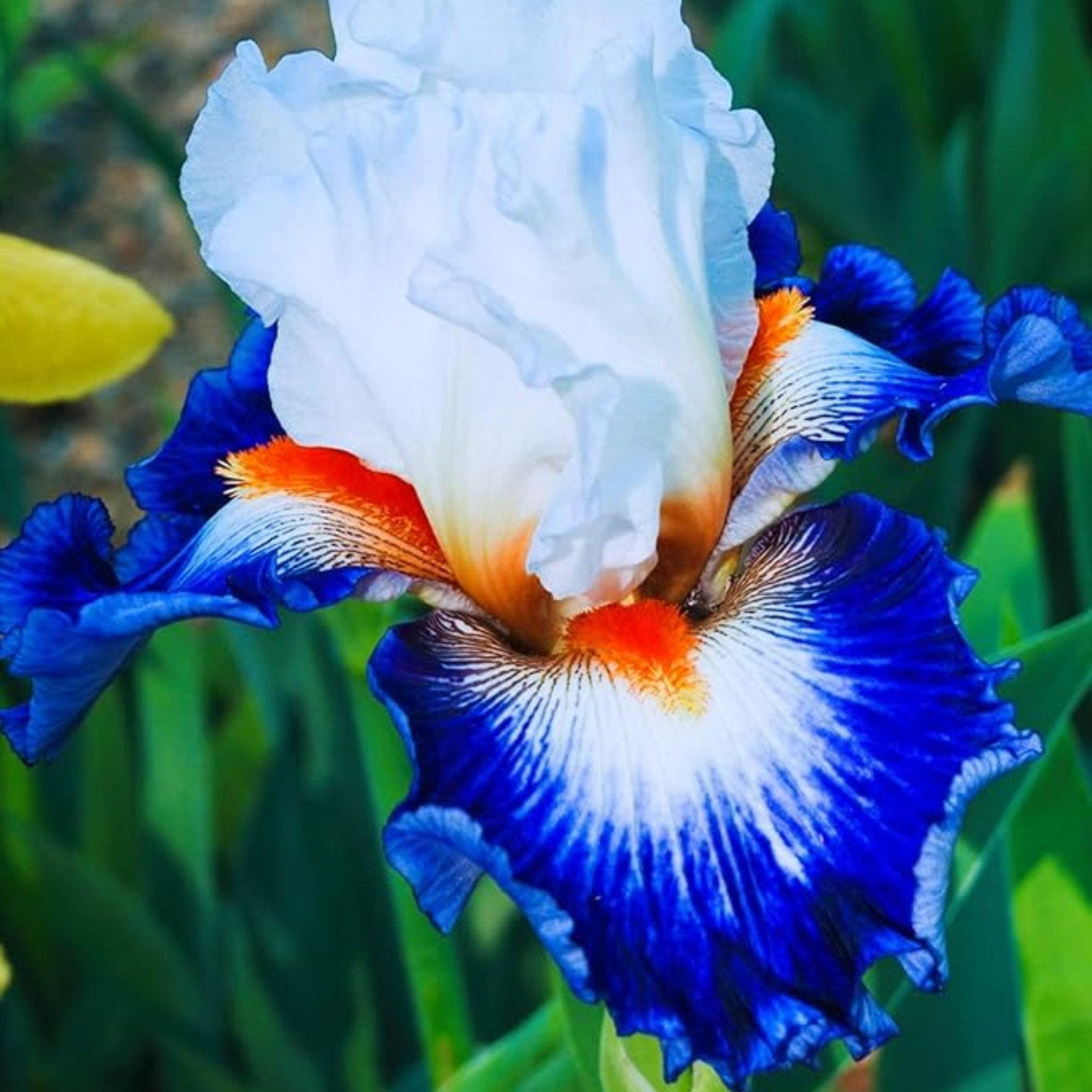 Iris Bulbs For Planting,Beautify Environment,Iris Plants Bulbs,Iris